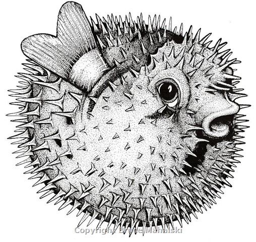 003. Porcupine Fish Inflated 1